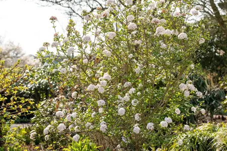 Viburnum burkw. 'Anne Russell' - 3 Ltr pot - image 3