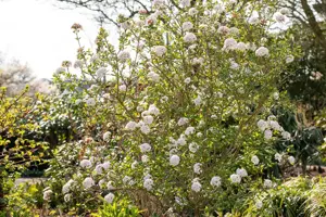 Viburnum burkw. 'Anne Russell' - 3 Ltr pot - image 3