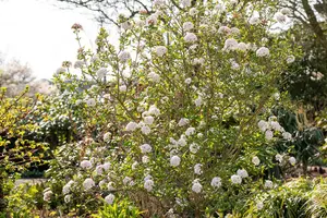 Viburnum burkw. 'Anne Russell' - 80-90 CM C12 - image 3