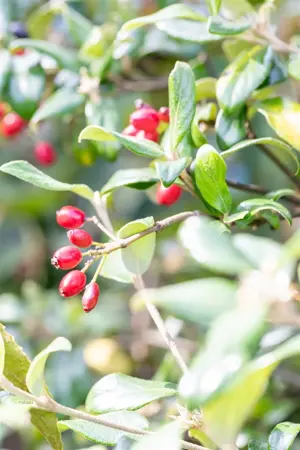 Viburnum burkw. 'Conoy' - 40-50 CM RB - image 3