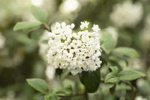 Viburnum burkw. 'Conoy'