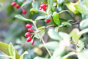 Viburnum burkw. 'Conoy' - 30-40 CM RB - image 2