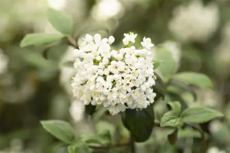 Viburnum burkw. 'Conoy' - 40-50 CM RB - image 1