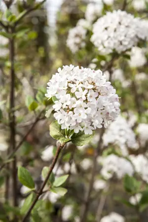 Viburnum burkw. 'Mohawk' - 40-50 CM C5 - image 1