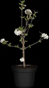 Viburnum burkw. 'Mohawk' - 60-80 CM RB - image 2