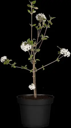 Viburnum burkw. 'Mohawk' - 40-50 CM C5 - image 2