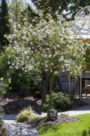Viburnum burkwoodii - C3.5 - image 1
