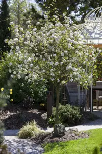 Viburnum burkwoodii