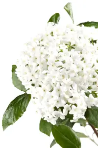 Viburnum burkwoodii - C3.5 - image 3