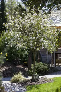 Viburnum burkwoodii - 80-90 CM C12 - image 5