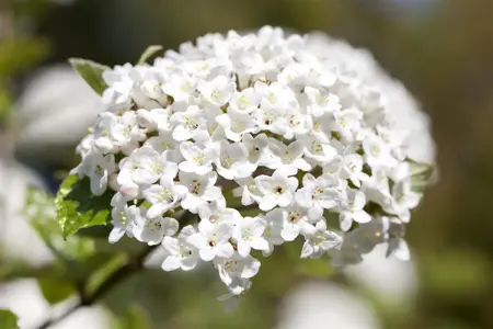Viburnum burkwoodii - C3.5 - image 4