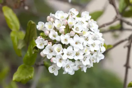 Viburnum burkwoodii - C3.5 - image 5