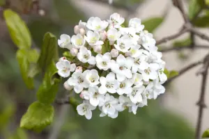 Viburnum burkwoodii - C3.5 - image 5