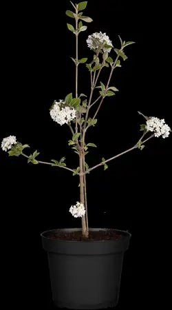 VIBURNUM BURKWOODII MOHAWK 4.5L - image 2
