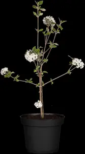 VIBURNUM BURKWOODII MOHAWK 4.5L - image 2