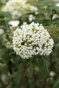 Viburnum carlcephalum - 50-60 CM RB - image 3