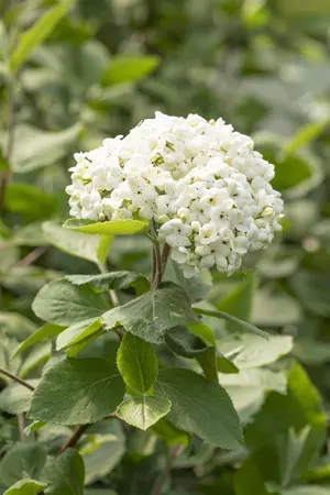 Viburnum carlcephalum - 10 Ltr pot - image 4
