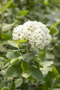 Viburnum carlcephalum - 10 Ltr pot - image 4
