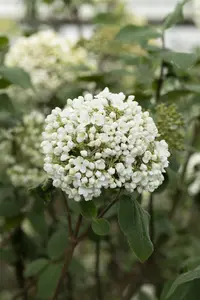 Viburnum carlcephalum - 10 Ltr pot - image 5