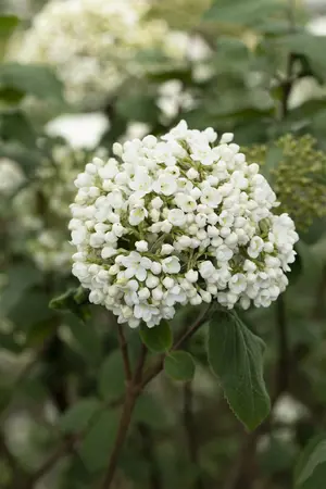 Viburnum carlcephalum - 40-60 CM C4 - image 3