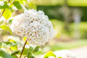 Viburnum carlcephalum