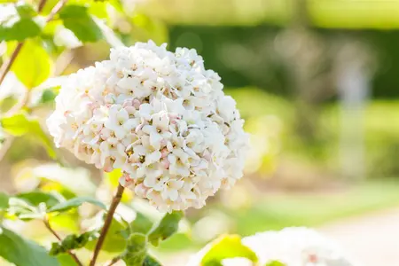Viburnum carlcephalum - 10 Ltr pot - image 1
