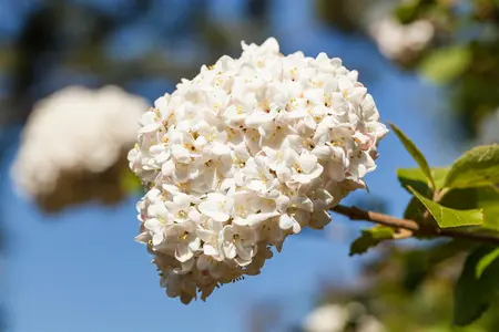 Viburnum carlcephalum - 10 Ltr pot - image 2