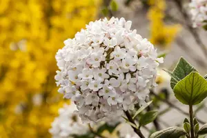 Viburnum carlesii