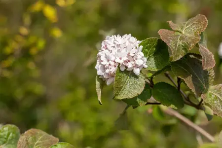 Viburnum carlesii - 40-50 CM RB - image 3