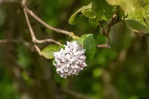 Viburnum carlesii - 30-40 CM C3 - image 2