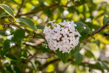 Viburnum carlesii - 30-40 CM C3 - image 4