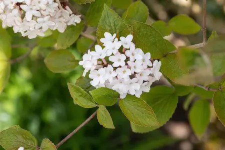 Viburnum carlesii - 30-40 CM C3 - image 5