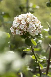Viburnum carlesii 'Aurora' - 20 Ltr pot - image 4