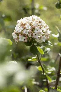 Viburnum carlesii 'Aurora' - P8 - image 4
