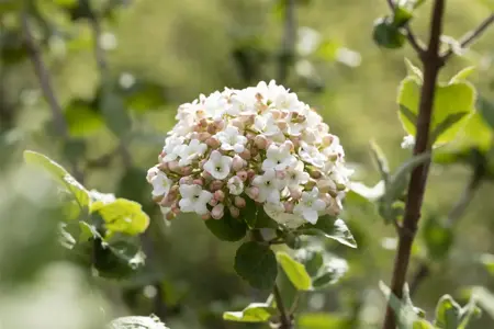 Viburnum carlesii 'Aurora' - 20 Ltr pot - image 5