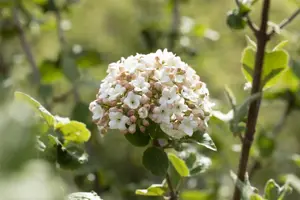 Viburnum carlesii 'Aurora' - 20 Ltr pot - image 5
