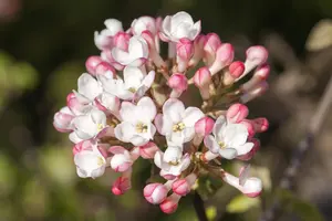Viburnum carlesii 'Aurora' - P8 - image 2