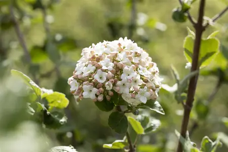 Viburnum carlesii 'Aurora' - P8 - image 5