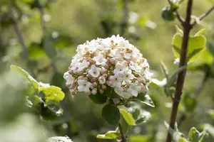 Viburnum carlesii 'Aurora' - P8 - image 5