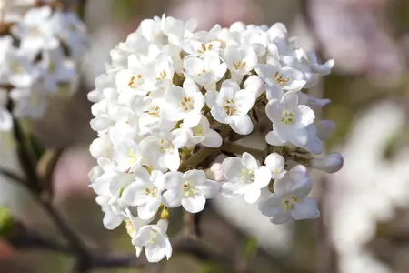 Viburnum carlesii 'Aurora' - 100-125 CM C25 - image 1