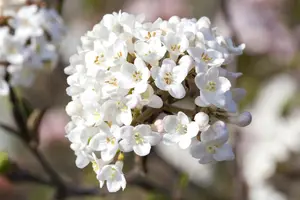 Viburnum carlesii 'Aurora' - 50-60 CM C5 - image 1