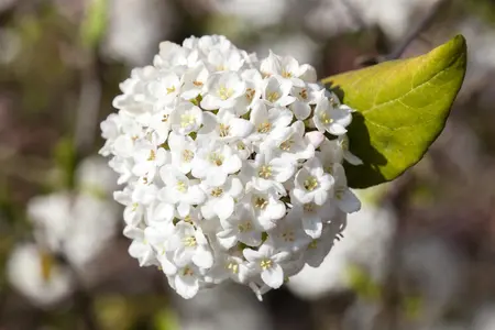 Viburnum carlesii 'Aurora' - 50-60 CM RB - image 3