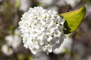Viburnum carlesii 'Aurora' - 50-60 CM RB - image 3