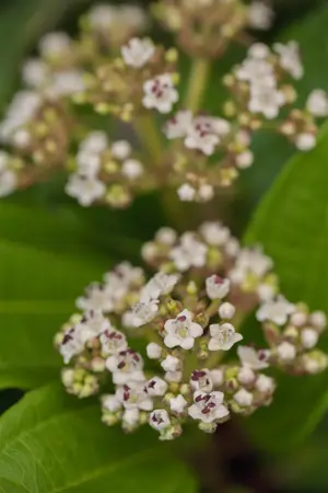 Viburnum davidii - 20-25 CM C2 - image 1