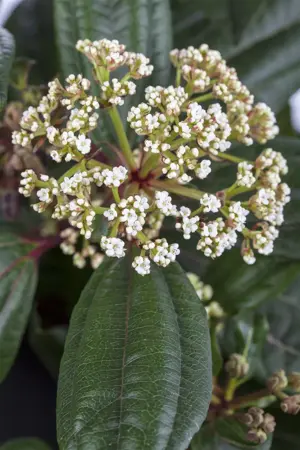 Viburnum davidii - 20-25 CM C2 - image 3