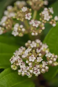 VIBURNUM DAVIDII