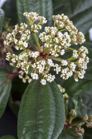Viburnum davidii - 50-60 CM C12 - image 2
