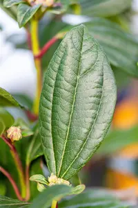 Viburnum davidii - 50-60 CM C12 - image 5