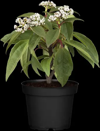 Viburnum davidii - 40-50 CM RB - image 5