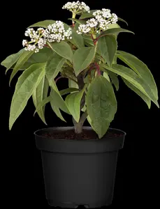 VIBURNUM DAVIDII 3L - image 5